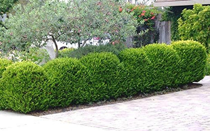 Japanese Boxwood | 3 Live 4 Inch Pots | Buxus Microphylla | Formal Evergreen Low Maintenance Hedge Plants