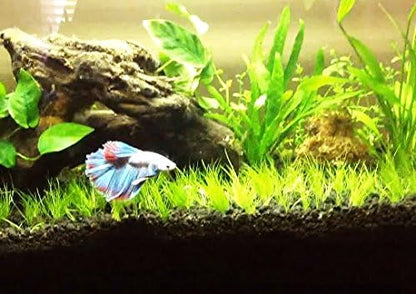 Greenpro Dwarf Hairgrass Live Aquarium Plants Tissue Culture Cup Freshwater Fish Tank Decorations