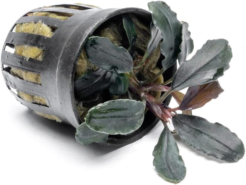 SubstrateSource Bucephalandra Rainbow Marble Potted Live Aquarium Plant - Natural Freshwater Fish Tank Decorations, Aquatic Décor