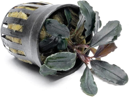 SubstrateSource Bucephalandra Rainbow Marble Potted Live Aquarium Plant - Natural Freshwater Fish Tank Decorations, Aquatic Décor