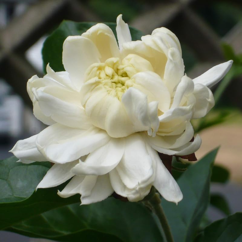 Jasmine Plant, Fragrant Jasmine Flower Vine 4-8 Inches Well Rooted for Container, Hanging Basket Growing (Duke of Tuscany)