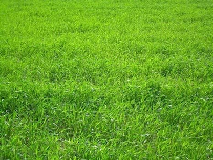 Perennial Ryegrass Seeds for Planting - Premium Quality Rye Grass Seed (8 Pounds)