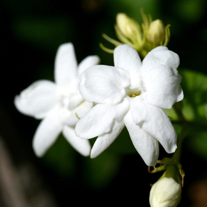 Jasmine Plant, Fragrant Jasmine Flower Vine 4-8 Inches Well Rooted for Container, Hanging Basket Growing (Maid of Orleans)