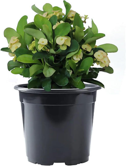 American Plant Exchange Live Crown of Thorns 'Yellow' – 6-Inch Pot – Flowering Succulent with Thick Stems and Soft Yellow Blooms, Drought-Tolerant Easy Care Plant for Sunny Windows, Patios & Gardens