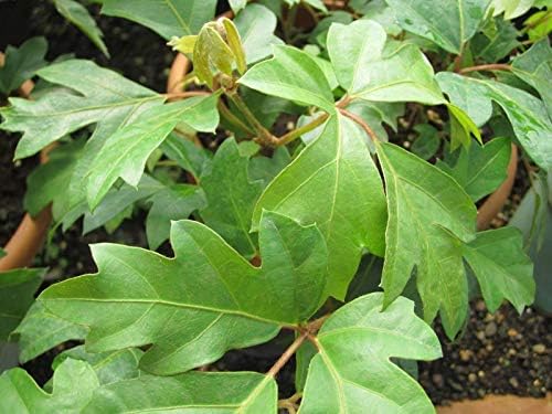 Grape Ivy - Live Plant in a 4 Inch Pot -Cissus Rhombifolia - Beautiful Easy Care Indoor Houseplant