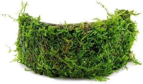 SubstrateSource Live Planted Decor - Christmas Moss (Vesicularia montagnei) on Coconut Shell Bridge - Low Light, Green Freshwater Aquatic Plant, Foreground Aquarium Placement for Aquascaping - 1 Pack