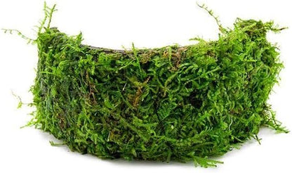 SubstrateSource Live Planted Decor - Christmas Moss (Vesicularia montagnei) on Coconut Shell Bridge - Low Light, Green Freshwater Aquatic Plant, Foreground Aquarium Placement for Aquascaping - 1 Pack