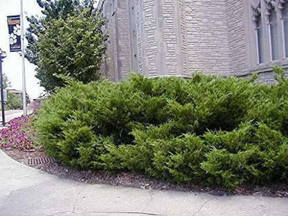 Sea Green Juniper - 2 Live Gallon Size Plants - Juniperus Chinensis - Drought Tolerant Cold Hardy Evergreen Border Screening Shrub