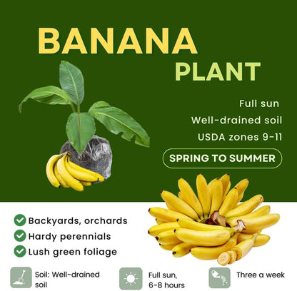 Grand Nain Banana Plant Live, 4-6" Tall Well-Rooted for Indoor Tropical Displays, Cold Hardy Banana Fruit Tree