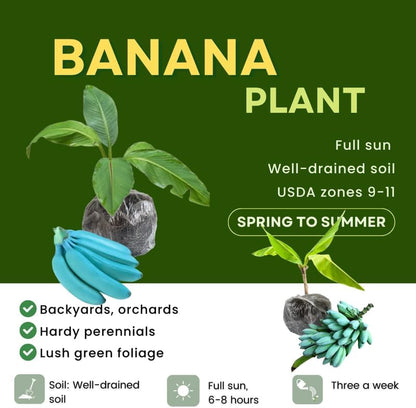 Blue Ice Cream Banana Plant Live, 4-6" Tall Well-Rooted for Indoor Tropical Displays, Cold Hardy Banana Fruit Tree