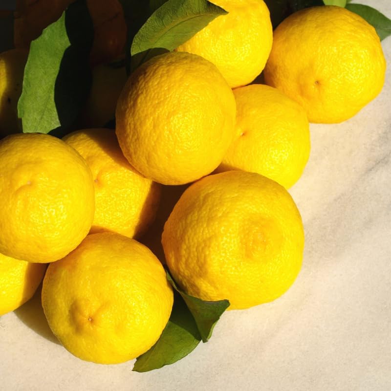 Yuzu Mandarin Tree Plant, Yuzu Tree Live Plant in Pot, 2 to 3 Feet Tall Yuzu Tree Plant, Yuzu Citrus Grafted Tree, Live Yuzu Plant Tree for Planting Outdoor Garden, No Ship to CA