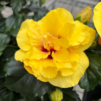Double Yellow Hibiscus Plant Live, Hardy Hibiscus Flowers Colorful Blooms for Outdoor Landscapes, 8-10 Inch Height, Hibiscus Shrubs, No Pot, Well-Rooted