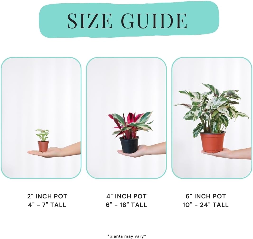 CoollectivePlants Calathea Stella – Calathea Plant Live in 4″ Grower’s Pot, Live Indoor House Plants, Low Maintenance Houseplant