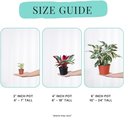 CoollectivePlants Monstera Swiss Cheese – Live Monstera Plant in 6″ Grower’s Pot, Monstera Adansonii Live Plant, Swiss Cheese Plant Indoor House Plants