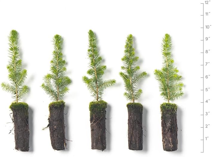 Black Spruce Live Tree Plug Seedlings | 6"-12" | Arbor Day Foundation (5-Pack)