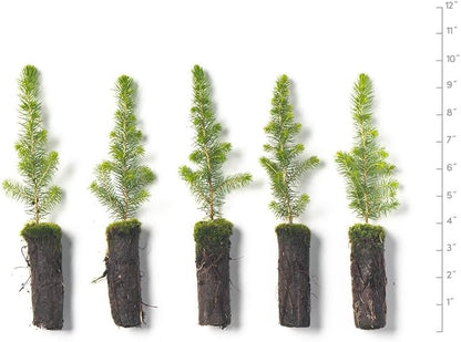Black Spruce Live Tree Plug Seedlings | 6"-12" | Arbor Day Foundation (5-Pack)