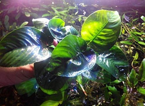 Greenpro (Anubias Barteri Butterfly) Anubias, Java Fern, Moss and More! Freshwater Live Aquarium Plants on Driftwood for Aquatic Tropical Fish Tank Decorations - Easy to Drop