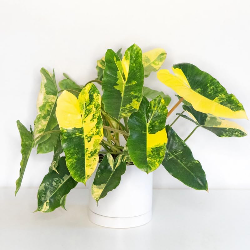 2 Variegated Philodendron Live Plant 5-9" Tall, Rare Tropical Indoor Houseplant Home Garden
