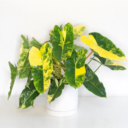 2 Variegated Philodendron Live Plant 5-9" Tall, Rare Tropical Indoor Houseplant Home Garden