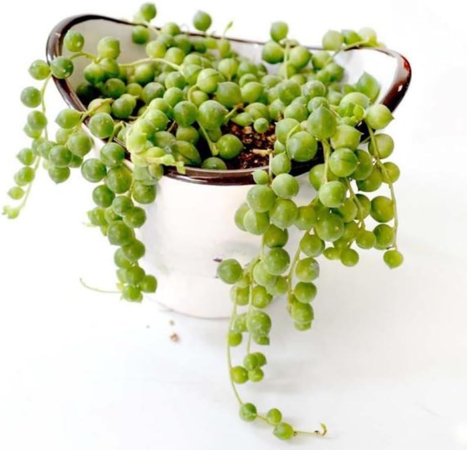 String of Pearls Plant Live, Succulent Trailing Vine, Indoor Houseplant Live in Pot