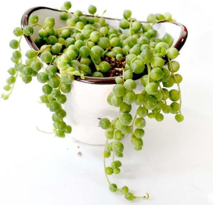 String of Pearls Plant Live, Succulent Trailing Vine, Indoor Houseplant Live in Pot