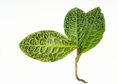 SubstrateSource Live Jungle Plant - Labisia Sp Turtle Back - Terrestrial Plants for Paludarium, Reptile Enclosure, High Humidity Displays