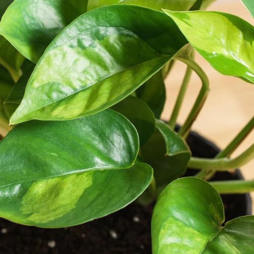 Green Pothos Live Plant, 4-6" Tall Hanging Houseplant, Pothos Plant for Indoor Outdoors Garden, Live Houseplants Without Pot