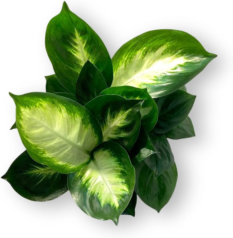 Dieffenbachia Marianne Live Plant Indoor/Outdoor in 10 in Grower Pot, Green, White
