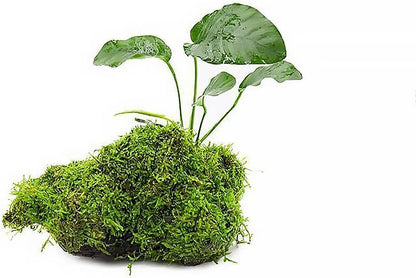SubstrateSource Live Planted Decor - Anubias Barteri & Christmas Moss on Driftwood - Deep Green Leaves with Bright Fronds, Freshwater Aquatic Plant for Foreground to Midground Tank Placement - 1 Pack