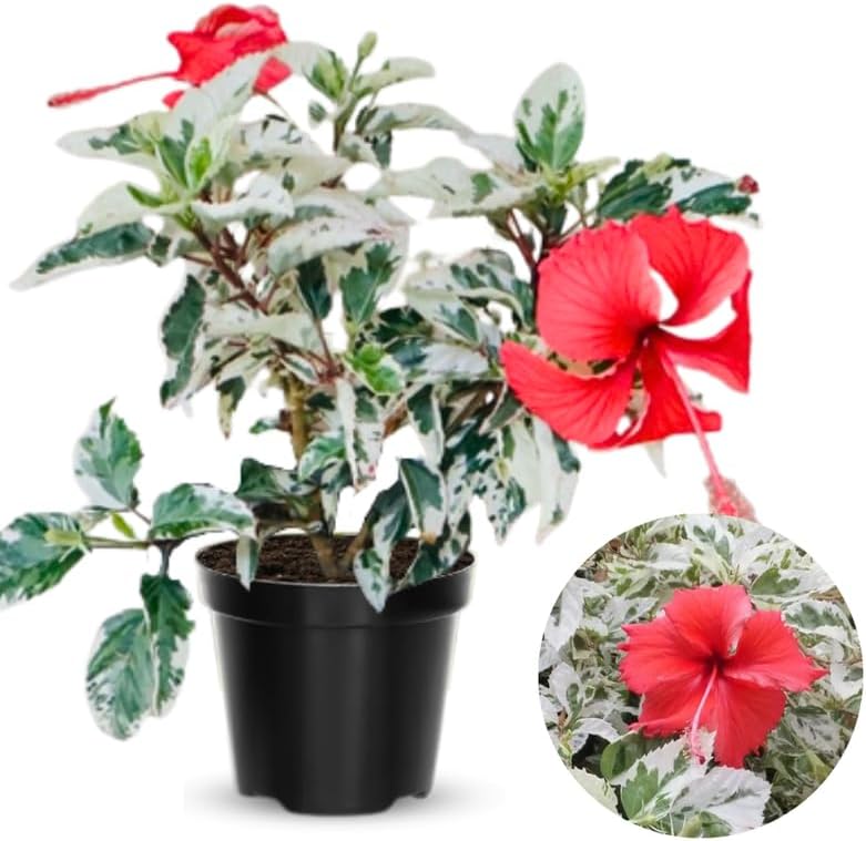 Snow Hibiscus Plant Live, Hardy Hibiscus Flowers Colorful Blooms for Outdoor Landscapes, 8-10 Inch Height, Hibiscus Shrubs, No Pot, Well-Rooted