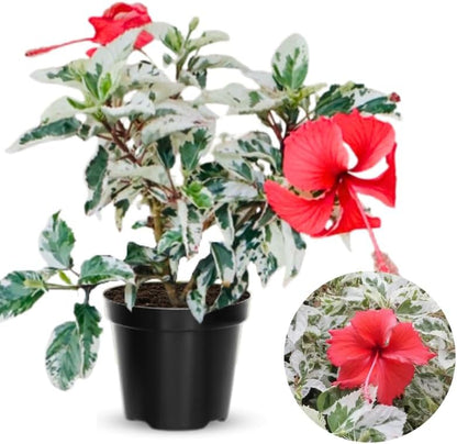 Snow Hibiscus Plant Live, Hardy Hibiscus Flowers Colorful Blooms for Outdoor Landscapes, 8-10 Inch Height, Hibiscus Shrubs, No Pot, Well-Rooted