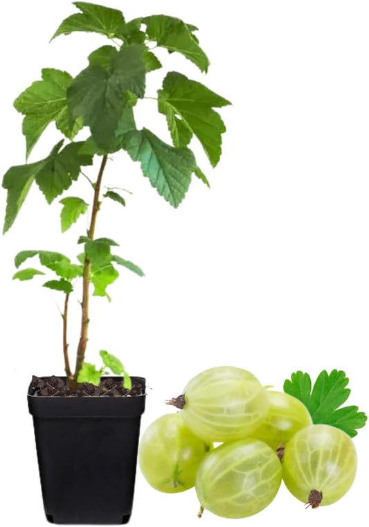 Sweet Gooseberry Plant Live for Planting, Gooseberry Bushes Live Plant 5 to 9 Inch Tall, Gooseberries Fruit