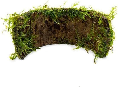 SubstrateSource Live Planted Decor - Christmas Moss (Vesicularia montagnei) on Coconut Shell Bridge - Low Light, Green Freshwater Aquatic Plant, Foreground Aquarium Placement for Aquascaping - 1 Pack