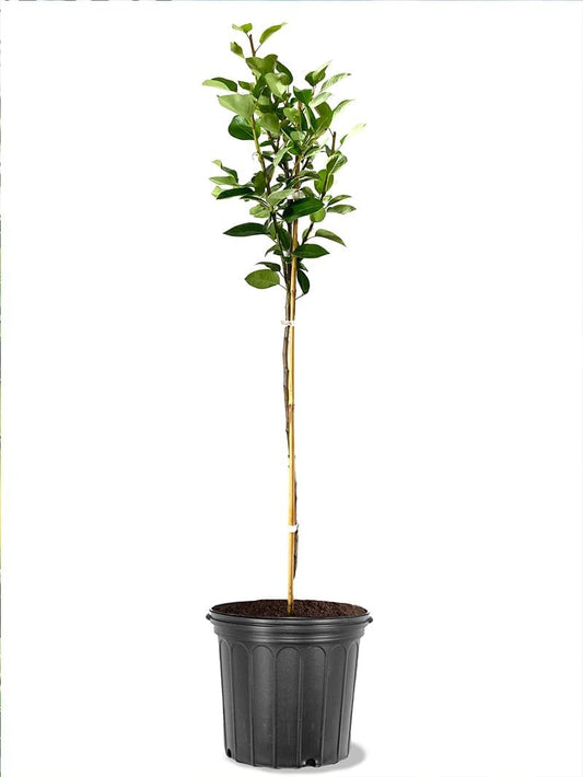 American Plant Exchange Kieffer Pear Trees, 5 Gallon Pot, 3-4 ft Tall, Semi-Self Pollinating, Live Fruiting Tree, Large Outdoor Landscape Plant, White Flowers, Ideal for Fresh Eating or Canning