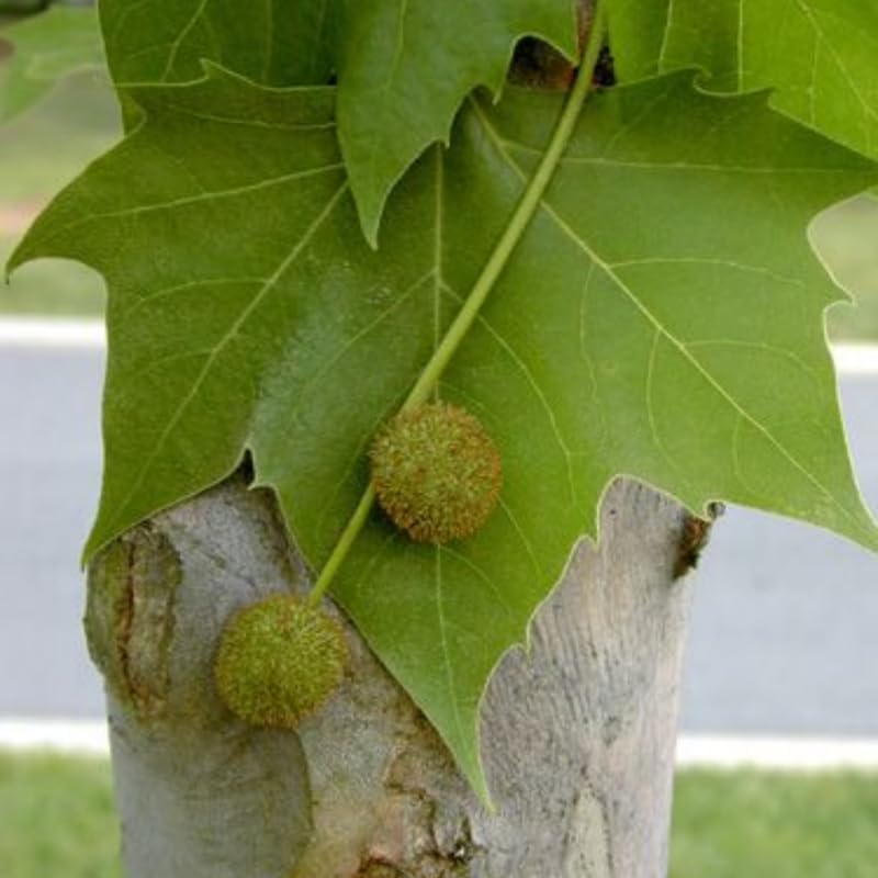 Sycamore Tree Live Plant, Dormant Ornamental Sycamore Plant in Quart Pot, Large Shade Tree 8-10 Inch