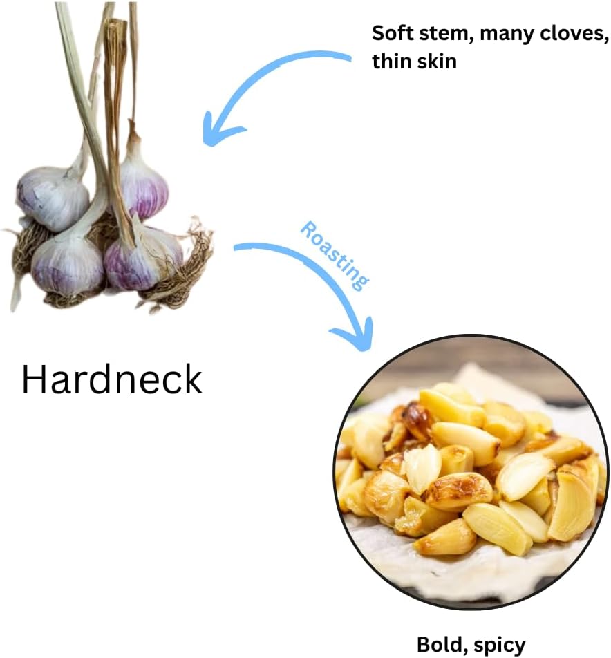 1 Pound Hard Neck Garlic for Planting in Fall, Assorted Mixed Garlic Bulb for Planting, Fresh and High Yield, Cold Hardy, Planting Softneck Hardneck