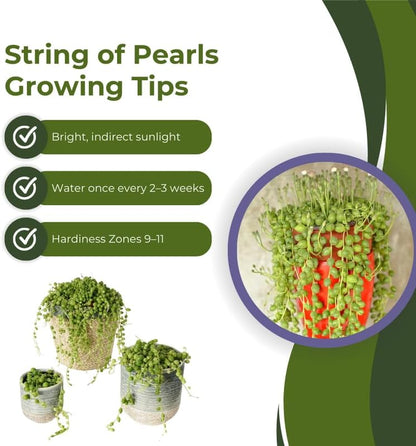 String of Pearls Plant Live, Succulent Trailing Vine, Indoor Houseplant Live in Pot