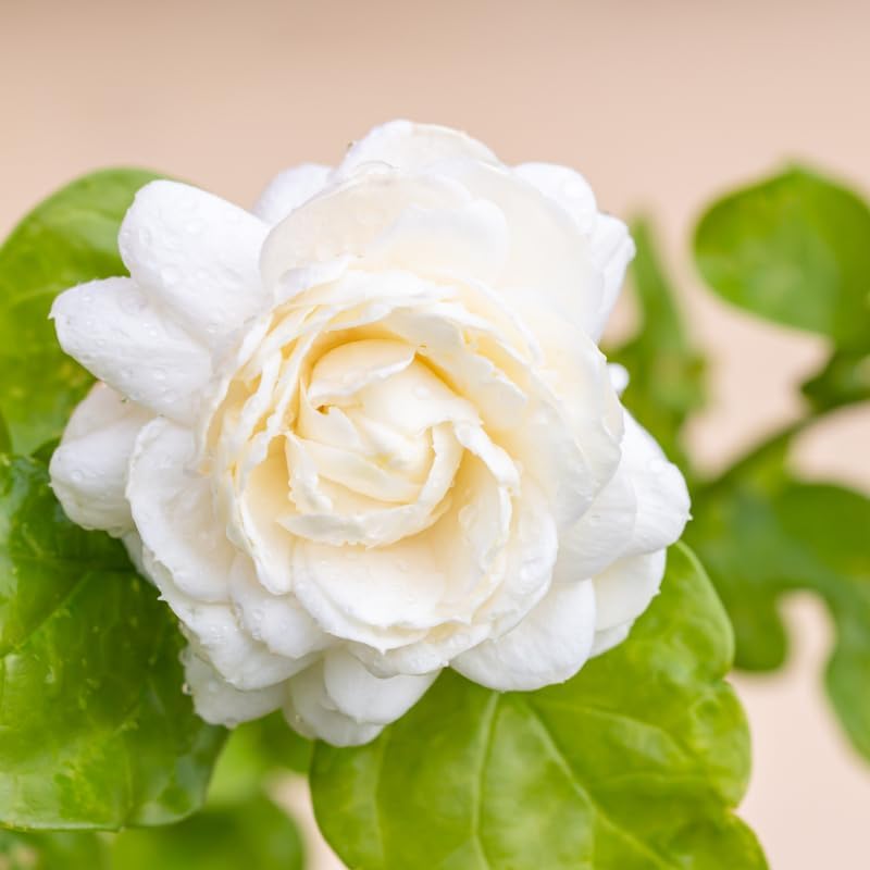 Jasmine Plant, Fragrant Jasmine Flower Vine 4-8 Inches Well Rooted for Container, Hanging Basket Growing (Duke of Tuscany)