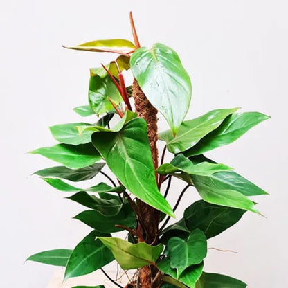2 Red Philodendron Live Plant 5-9" Tall, Rare Tropical Indoor Houseplant Home Garden