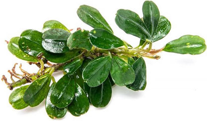 SubstrateSource Bucephalandra Purple Blue Live Aquarium Plant - Natural Freshwater Fish Tank Decorations, Aquatic Decor (Small Clump (3-5 Plants))