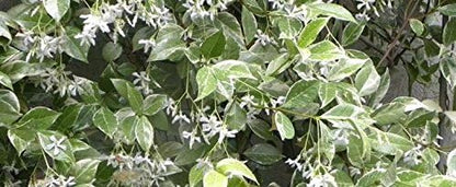 Variegated Asiatic Jasmine | 60 Live Plants | Trachelospermum Asiaticum | Fast Growing Ground Cover, Evergreen Foliage, Low Maintenance Vine, Landscaping Shrub, Drought Tolerant Plant