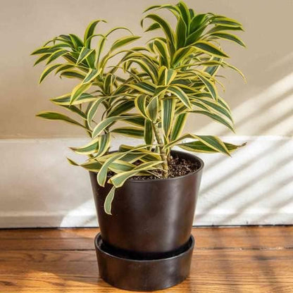 Dracaena Song of India Live Plant for Indoor | Different Houseplants in 4'' & 6'' Pot | Real House Plant for Living Room, Office, Desk & Bathroom | Dracaena reflexa | Dragon Tree