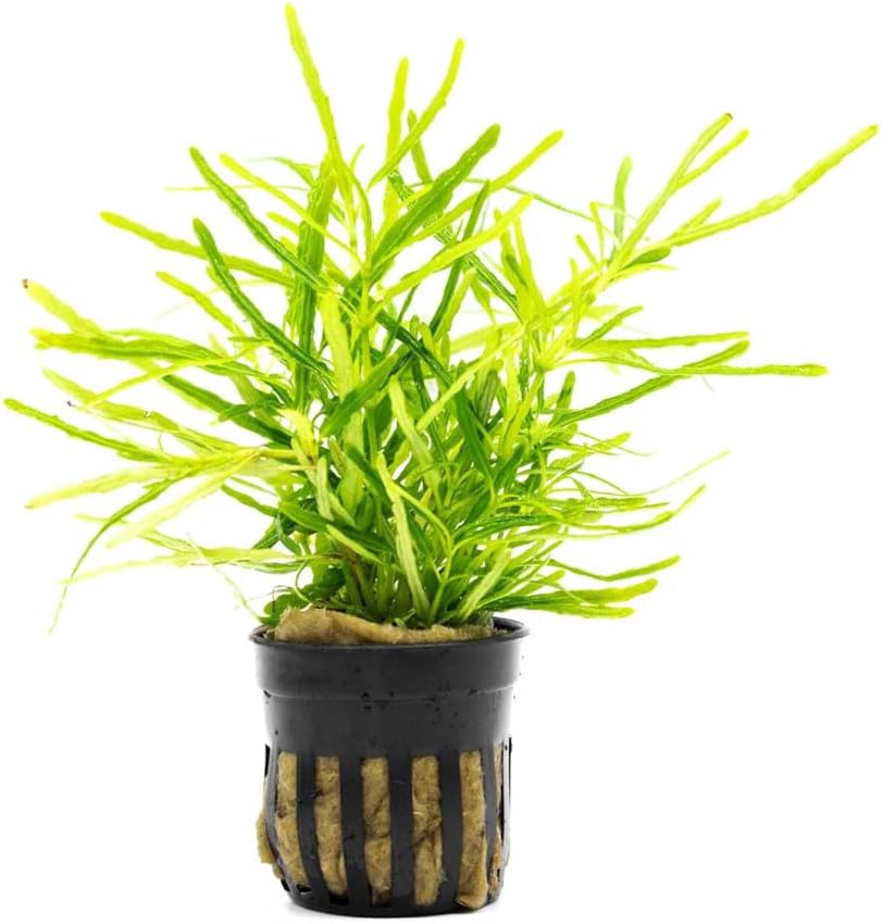 SubstrateSource Live Jungle Plants - Hemigraphis repanda 'Green' (Hemigraphis sp.) - Low to Medium Light, Green, Terrarium or Paludarium Placement, Textured Groundcover Rosette - Pot