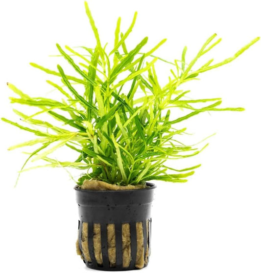 SubstrateSource Live Jungle Plants - Hemigraphis repanda 'Green' (Hemigraphis sp.) - Low to Medium Light, Green, Terrarium or Paludarium Placement, Textured Groundcover Rosette - Pot