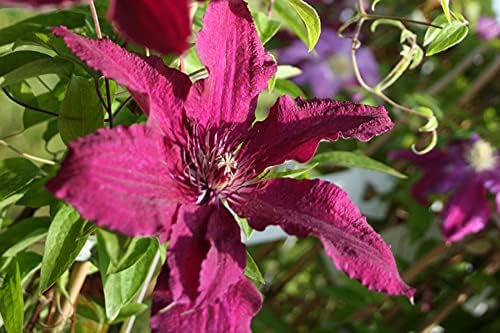 Clematis Cardinal Wyszynski Vine - Live Plant in a 4 Inch Growers Pot - Clematis 'Cardinal Wyszynski' - Starter Plants Ready for The Garden - Bold and Beautiful Crimson Flowering Vine