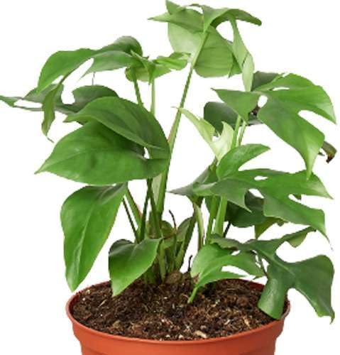 Philodendron Monstera Minima Live Plant for Indoor | Different Houseplants in 4'' & 6'' Pot | Real House Plant for Living Room, Office, Desk & Bathroom | Cheese Holes Plant