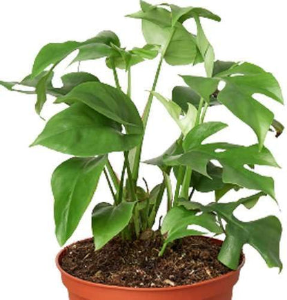 Philodendron Monstera Minima Live Plant for Indoor | Different Houseplants in 4'' & 6'' Pot | Real House Plant for Living Room, Office, Desk & Bathroom | Cheese Holes Plant