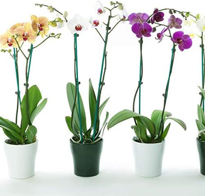 30 Pcs Plant Support Stakes Kit 15 Inch Bamboo Plant Stakes with 50 Pieces Orchid Clips Plastic Garden Plants Clips, 30 Pcs Metallic Twist Ties for Garden Supporting Stems Vines Stalks Grow Upright