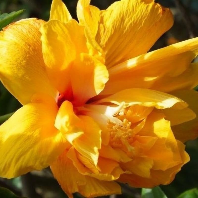 Double Yellow Hibiscus Plant Live, Hardy Hibiscus Flowers Colorful Blooms for Outdoor Landscapes, 8-10 Inch Height, Hibiscus Shrubs, No Pot, Well-Rooted