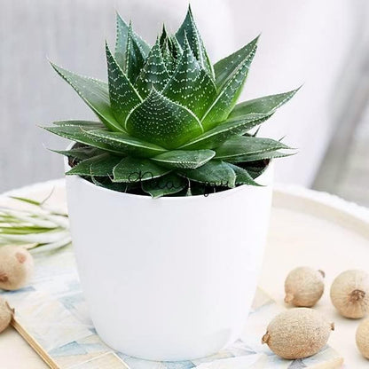 Houseplant Potting Mix, Fertilized, Perlite Soil for All Types of Indoor House Plants and Tropical Plant 1 qt